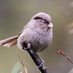 Brown Parrotbill / Paradoxornis unicolor