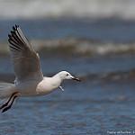 Морской голубок / Chroicocephalus genei