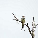 Palkachupa Cotinga / Phibalura boliviana