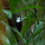 White-breasted Antbird / Rhegmatorhina hoffmannsi