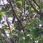 Светлогрудая кроция / Laniellus albonotatus