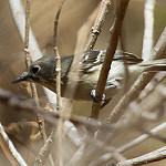 Карликовый виреон / Vireo nelsoni