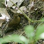 Scaly-throated Leaftosser / Sclerurus guatemalensis
