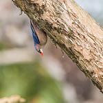 Velvet-fronted Nuthatch / Sitta frontalis