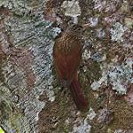 Пёстрый древолаз / Xiphorhynchus obsoletus