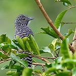 Пестрохохлый колючник / Thamnophilus multistriatus