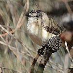 Western Thornbill / Acanthiza inornata