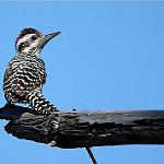 Striped Woodpecker / Veniliornis lignarius