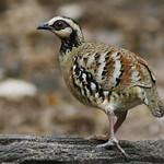 Bar-backed Partridge / Arborophila brunneopectus