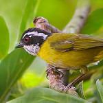 Белобровый дромник / Chlorospingus pileatus