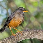 Капский дрозд / Turdus olivaceus