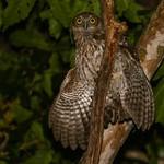 Ninox rotiensis