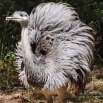 Нанду / Rhea americana