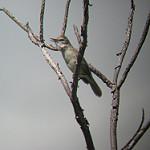Bokikokiko / Acrocephalus aequinoctialis