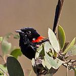 Red-backed Fairywren / Malurus melanocephalus