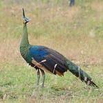 Green Peafowl / Pavo muticus