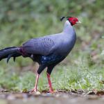 Siamese Fireback / Lophura diardi