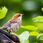 Russet Sparrow / Passer cinnamomeus