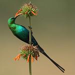 Малахитовая нектарница / Nectarinia famosa