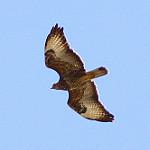 Cape Verde Buzzard / Buteo bannermani