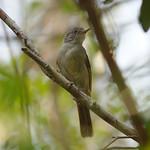 Стройный бюльбюль / Phyllastrephus debilis