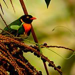 Orange-breasted Fruiteater / Pipreola jucunda