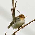 Sao Tome Prinia / Prinia molleri