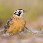 Smith's Longspur / Calcarius pictus