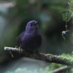 Меридский тапакуло / Scytalopus meridanus