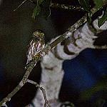 Amazonian Pygmy Owl / Glaucidium hardyi