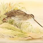 Wood Snipe / Gallinago nemoricola