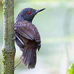 Dull-mantled Antbird / Sipia laemosticta