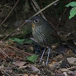 Santa Marta Antpitta / Grallaria bangsi
