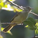 Puff-throated Bulbul / Alophoixus pallidus