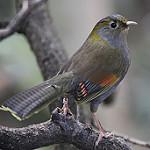 Эмэйшаньская лиоцихла / Liocichla omeiensis