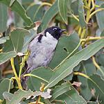 Black-headed Honeyeater / Melithreptus affinis