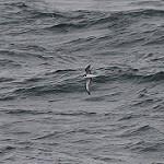 Длинноклювый тайфунник / Pterodroma longirostris