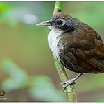 Bicolored Antbird / Gymnopithys bicolor