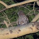 Ninox fusca