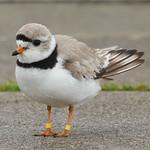 Желтоногий зуёк / Charadrius melodus