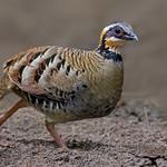 Orange-necked Partridge / Arborophila davidi