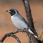 Masked Woodswallow / Artamus personatus