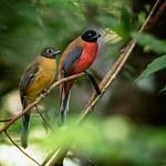 Cinnamon-rumped Trogon / Harpactes orrhophaeus