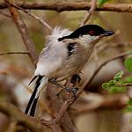 Pringle's Puffback / Dryoscopus pringlii