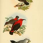 Кардиналовая медовка / Myzomela cardinalis