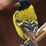 фото