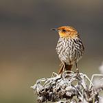 Many-striped Canastero / Asthenes flammulata