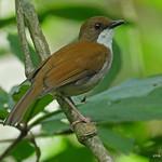 Мозамбикский алет / Chamaetylas choloensis