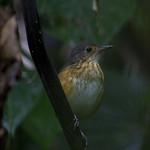 Thicket Antpitta / Myrmothera dives
