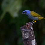 Синеголовая танагра / Sporathraupis cyanocephala